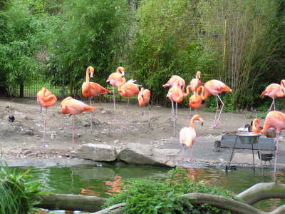 Duisburger Zoo