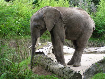 Duisburger Zoo