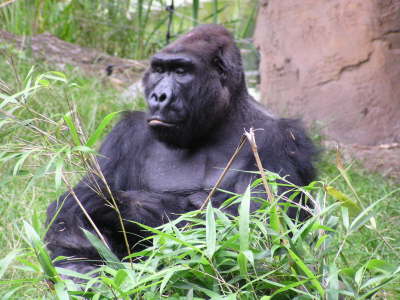 Duisburger Zoo