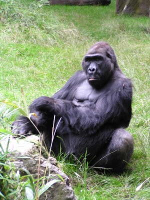 Duisburger Zoo