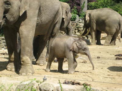 Gelsenkirchen Zoo