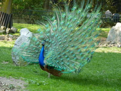 Duisburger Zoo